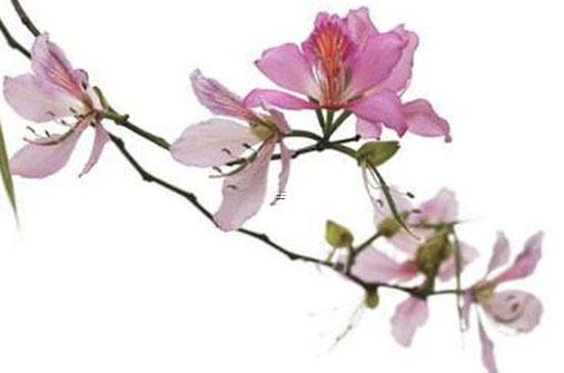 屬羊和屬鼠婚姻咋樣，屬羊和屬鼠結婚會幸福嗎