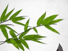 楊森批宋慶齡八字 宋慶齡與她的衛士長