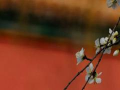 養(yǎng)龜為什么不能養(yǎng)雙是真的嗎 養(yǎng)龜為什么不能養(yǎng)雙 有這說法嗎？