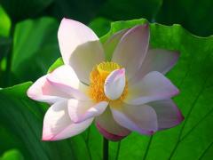 夢(mèng)見收養(yǎng)是什么意思