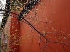 哪些人不適合戴朱砂 戴朱砂有啥好處