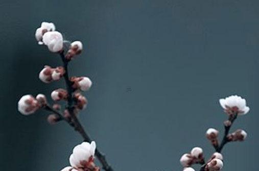 本命年兔三合生肖是哪三合,本命年兔三合生肖是哪三合生肖